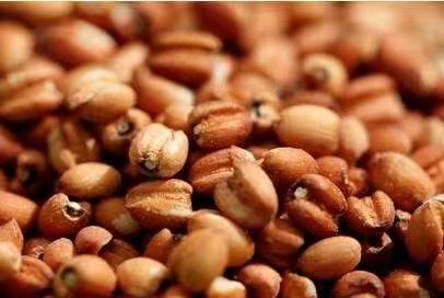 “懷府薏康堂”為什么不做薏米粉？